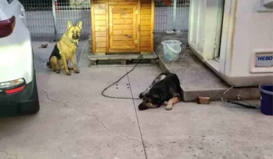 Sancaktepe’de Bekçi Köpeği Lise Öğrencisine Saldırdı