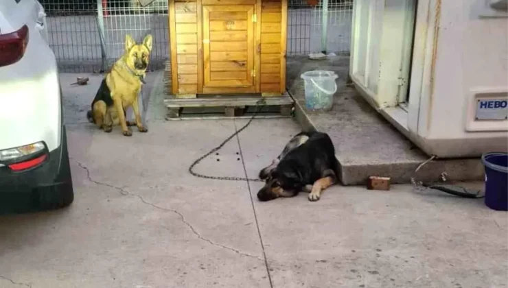 Sancaktepe’de Bekçi Köpeği Lise Öğrencisine Saldırdı